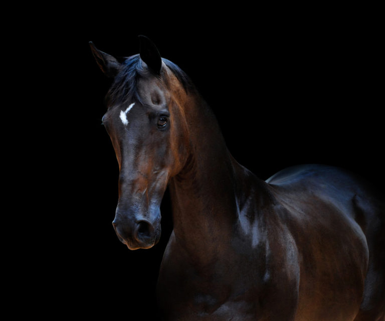 Equine Photography – Showoff