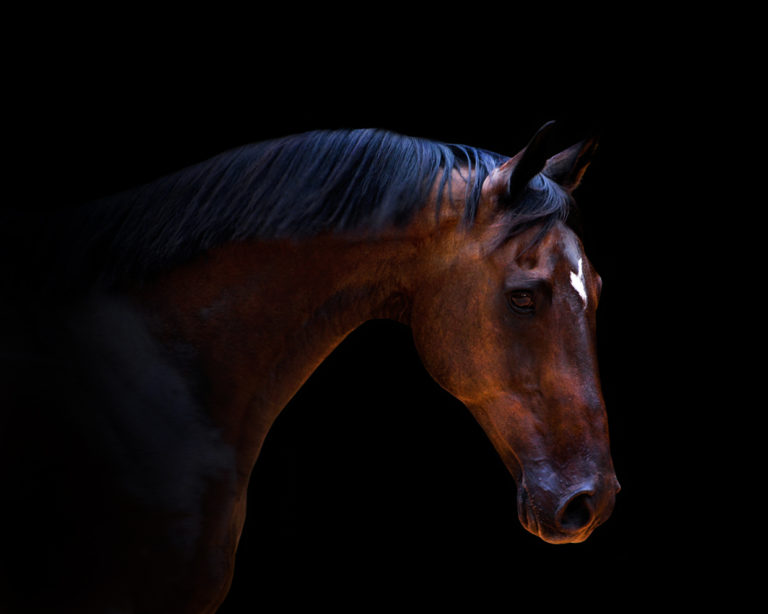Equine Photography – Torrent Headshot
